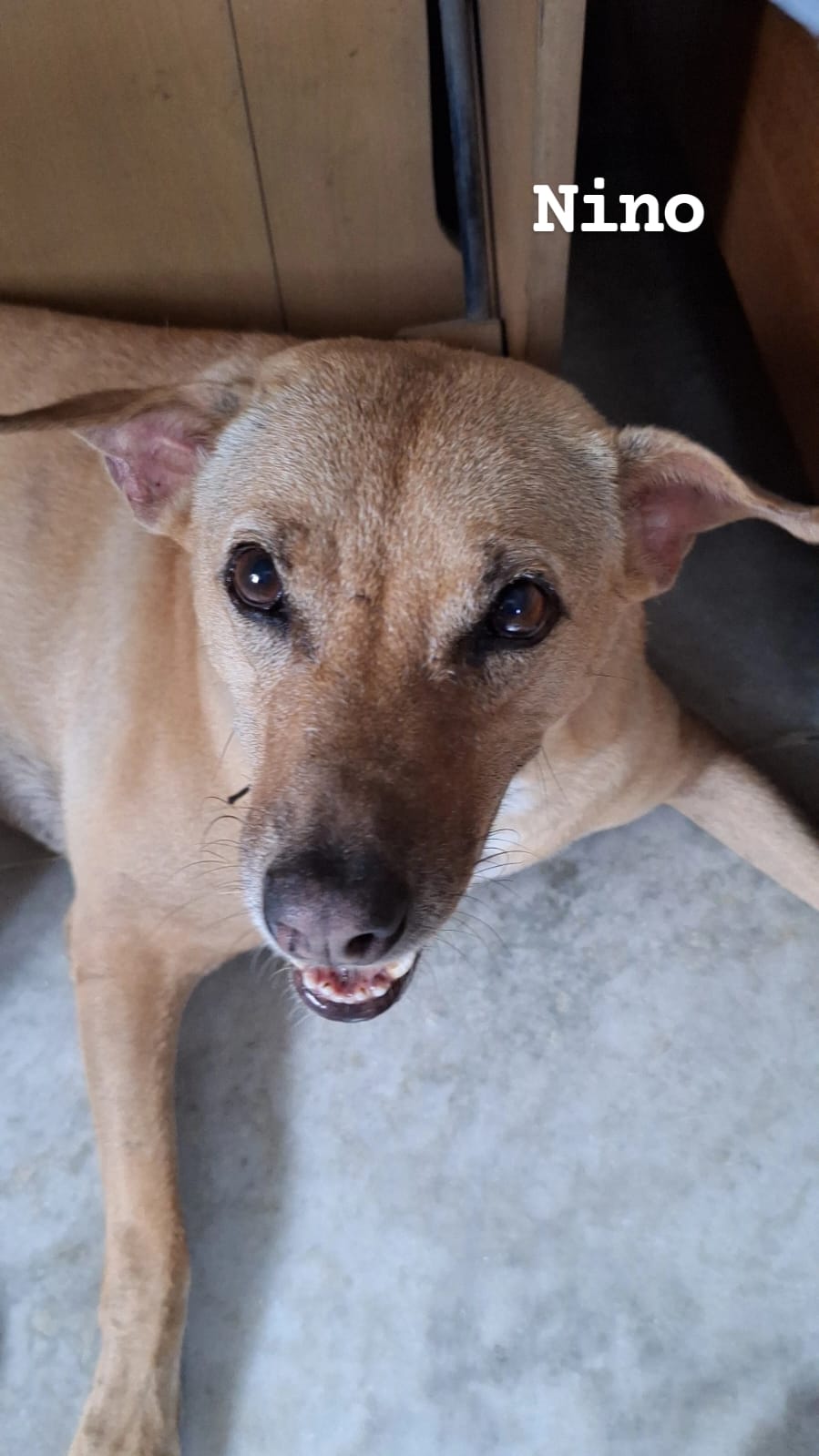 Nino
