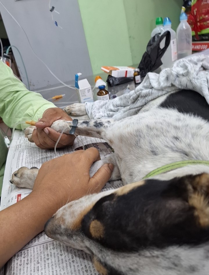 Medical treatment for injured street dogs