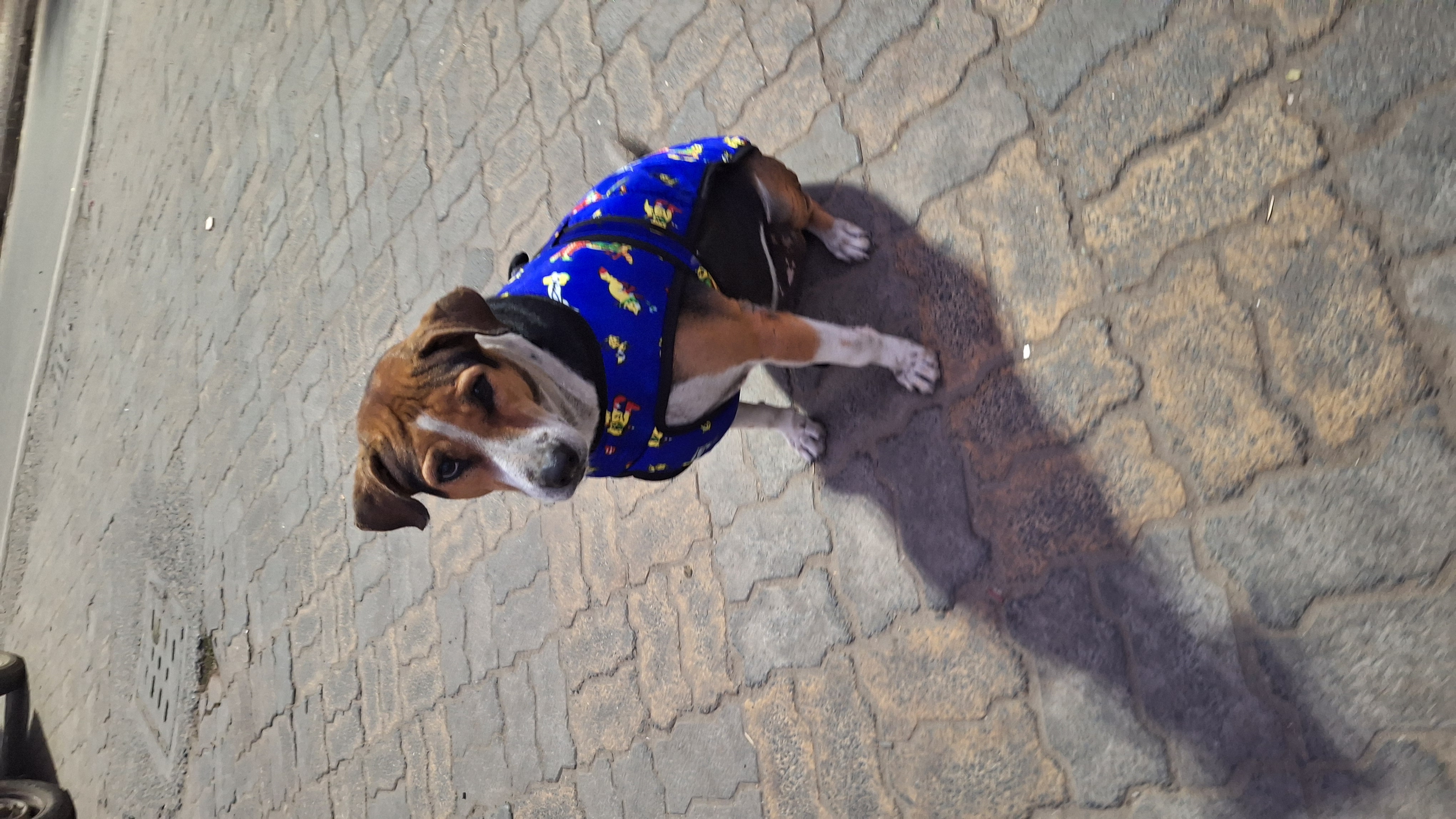 Comfort and warmth for dogs in winter